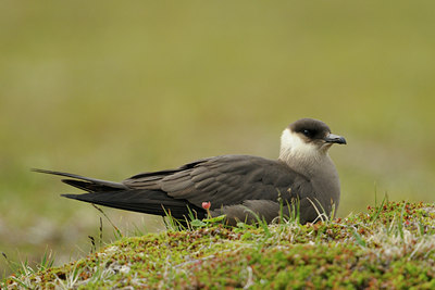 BUITEN BEELD Foto: 68769