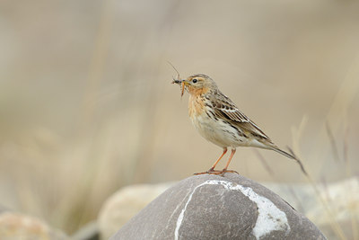 BUITEN BEELD Foto: 68776