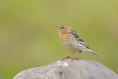 BUITEN BEELD Foto: 68777