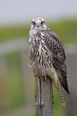 BUITEN BEELD Foto: 68820