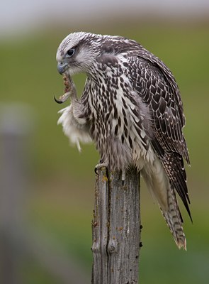BUITEN BEELD Foto: 68825