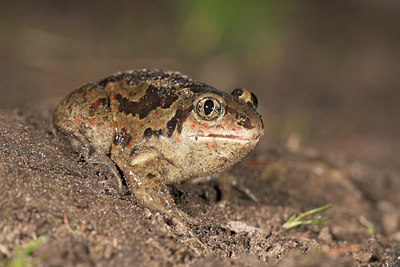BUITEN BEELD Foto: 68833