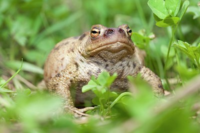 BUITEN BEELD Foto: 68862