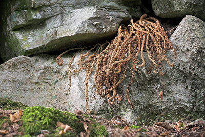 BUITEN BEELD Foto: 68867