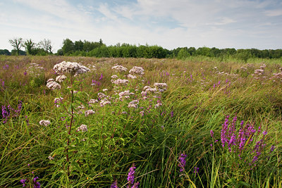 BUITEN BEELD Foto: 68936