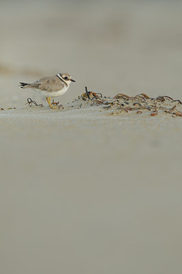 BUITEN BEELD Foto: 68955