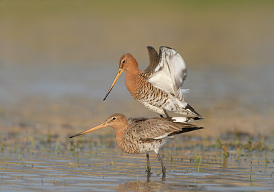 BUITEN BEELD Foto: 6027