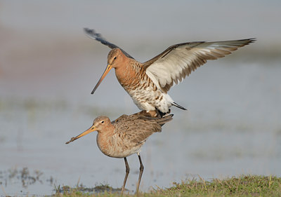 BUITEN BEELD Foto: 6028
