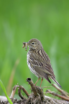 BUITEN BEELD Foto: 6041