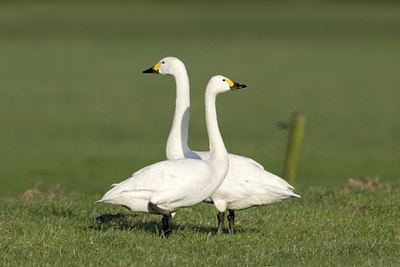 BUITEN BEELD Foto: 6046