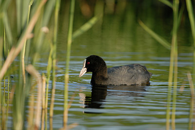 BUITEN BEELD Foto: 6051