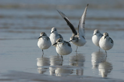 BUITEN BEELD Foto: 6062