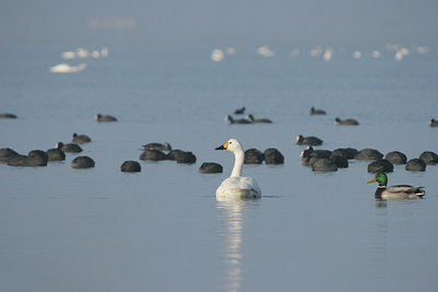 BUITEN BEELD Foto: 6081
