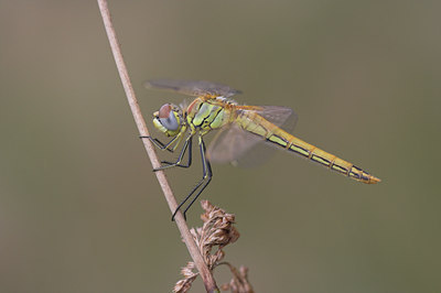 BUITEN BEELD Foto: 6087