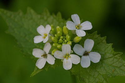 BUITEN BEELD Foto: 6114