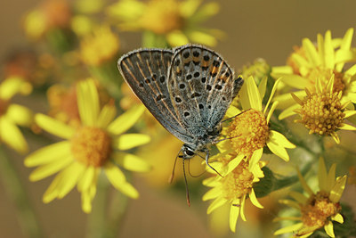 BUITEN BEELD Foto: 6127