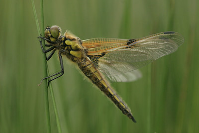 BUITEN BEELD Foto: 6149