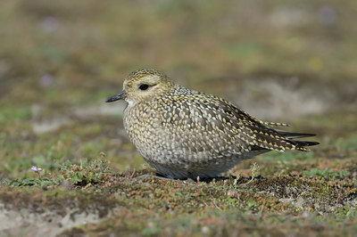 BUITEN BEELD Foto: 6151