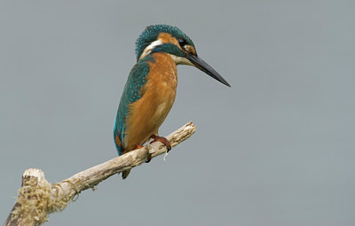 BUITEN BEELD Foto: 6157