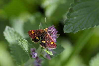 BUITEN BEELD Foto: 6242