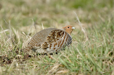 BUITEN BEELD Foto: 6252