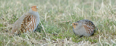 BUITEN BEELD Foto: 6254