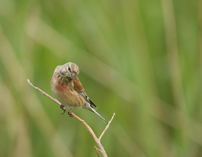 BUITEN BEELD Foto: 6263