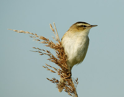 BUITEN BEELD Foto: 6265