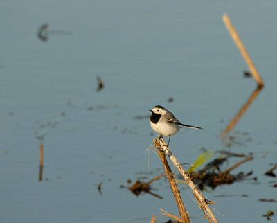 BUITEN BEELD Foto: 6266