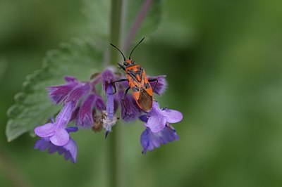 BUITEN BEELD Foto: 6270