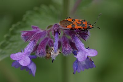 BUITEN BEELD Foto: 6271