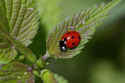 BUITEN BEELD Foto: 6277