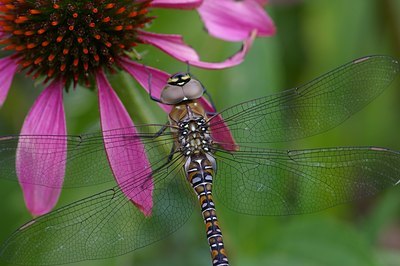 BUITEN BEELD Foto: 6286