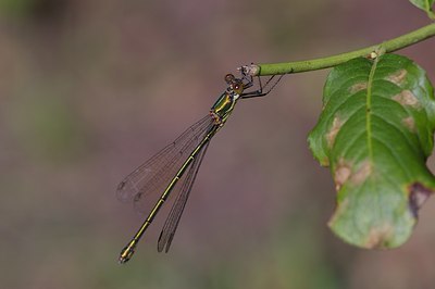 BUITEN BEELD Foto: 6294