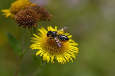 BUITEN BEELD Foto: 6304