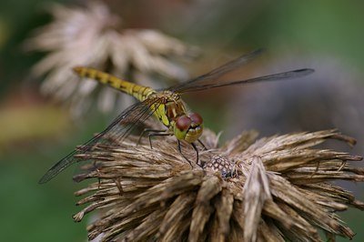 BUITEN BEELD Foto: 6306