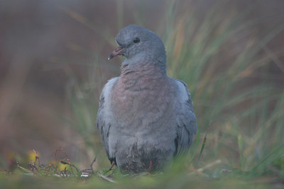 BUITEN BEELD Foto: 6359