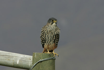 BUITEN BEELD Foto: 6382
