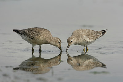 BUITEN BEELD Foto: 6396