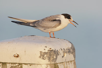 BUITEN BEELD Foto: 6401