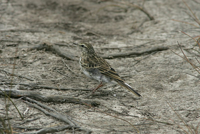 BUITEN BEELD Foto: 6407