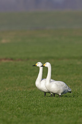 BUITEN BEELD Foto: 6419