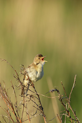 BUITEN BEELD Foto: 6422