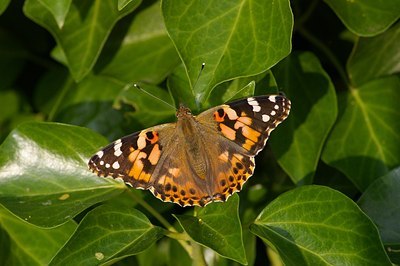 BUITEN BEELD Foto: 6456