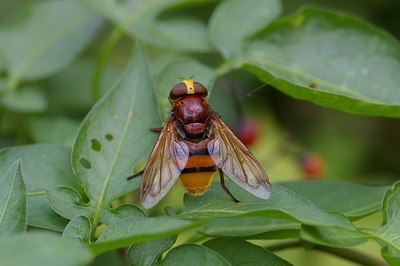 BUITEN BEELD Foto: 6463