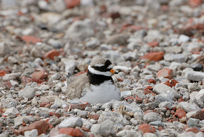 BUITEN BEELD Foto: 6480