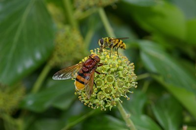 BUITEN BEELD Foto: 6497