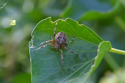 BUITEN BEELD Foto: 6501