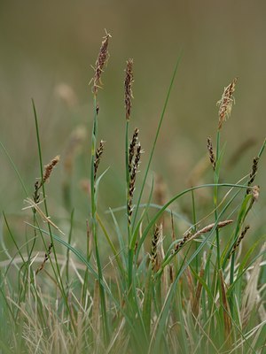 BUITEN BEELD Foto: 6510