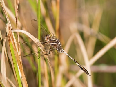 BUITEN BEELD Foto: 6542